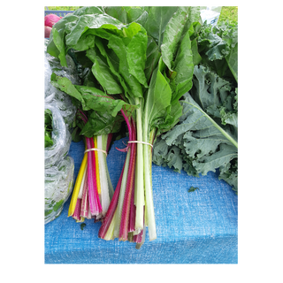 Rainbow Chard