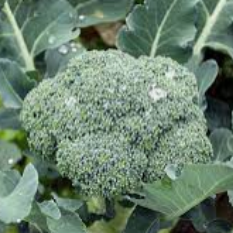 Broccoli Main Image