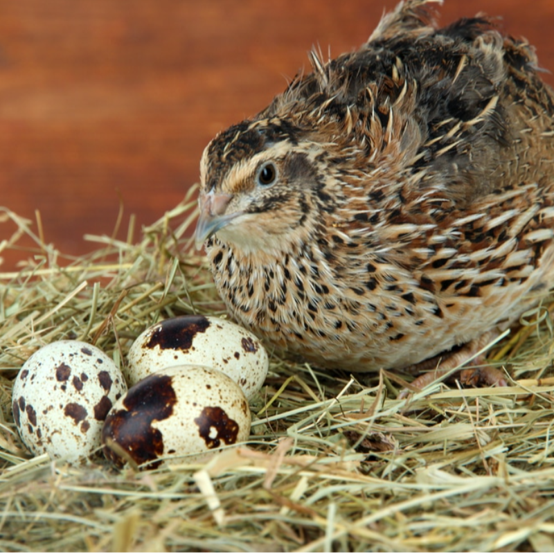 18 Quail Eggs - Peanut Hill