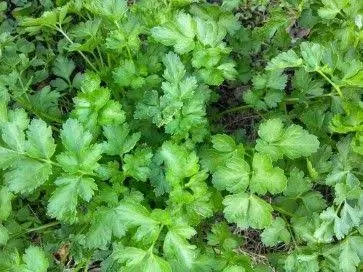 Parsley  - Ruffled Dark (50 Grams)