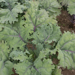 Kale - Russian (10 Stems)