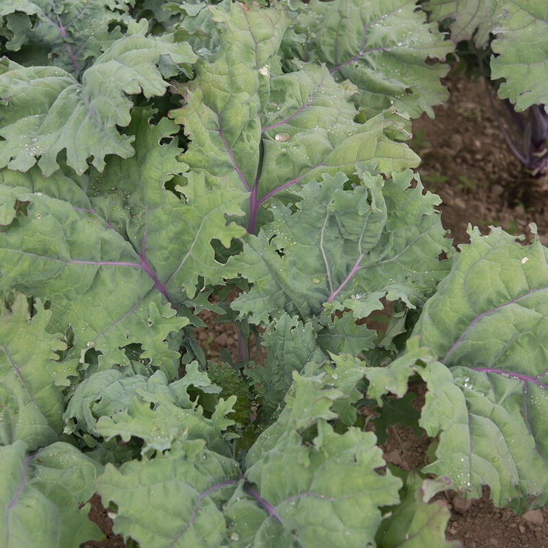 Kale - Russian (10 Stems) Main Image