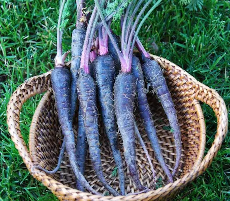 Carrots (Purple)