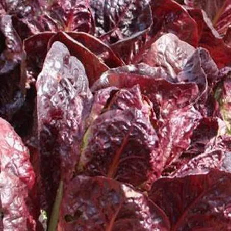 Red Romaine