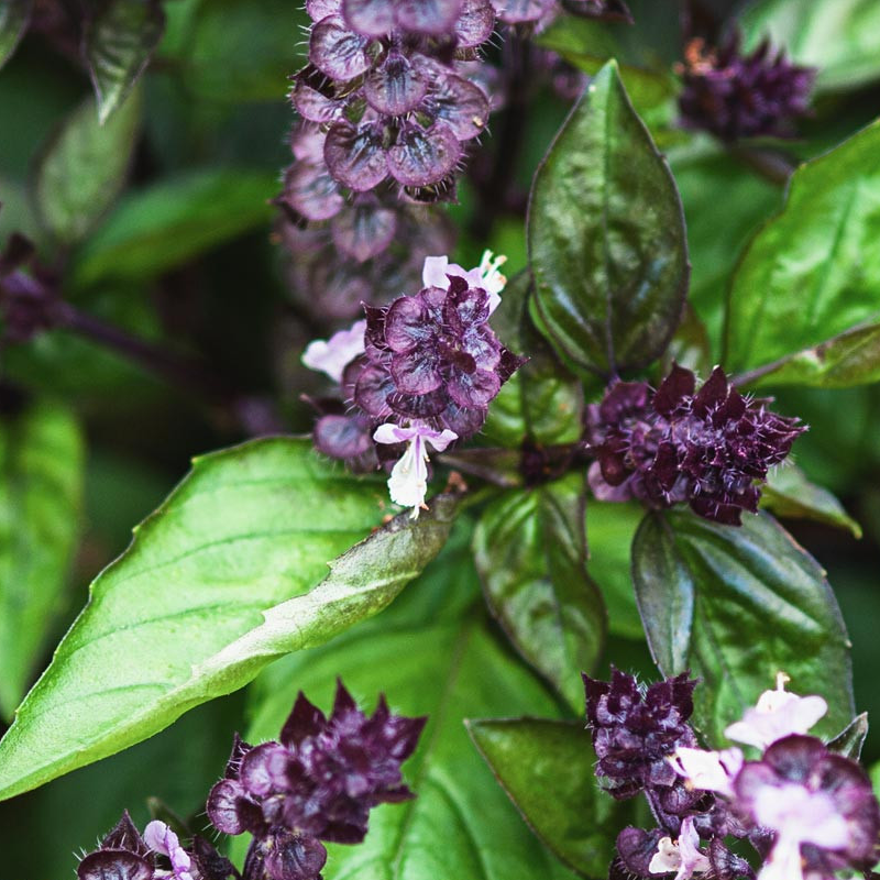 Cinnamon Basil (50 Grams) Main Image