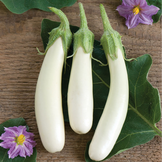 Eggplant - White