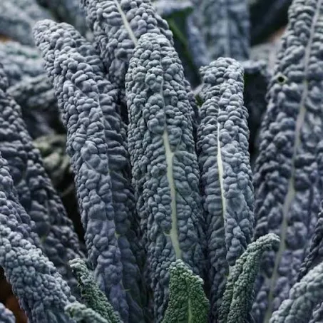 Kale - Black (10 Stems)