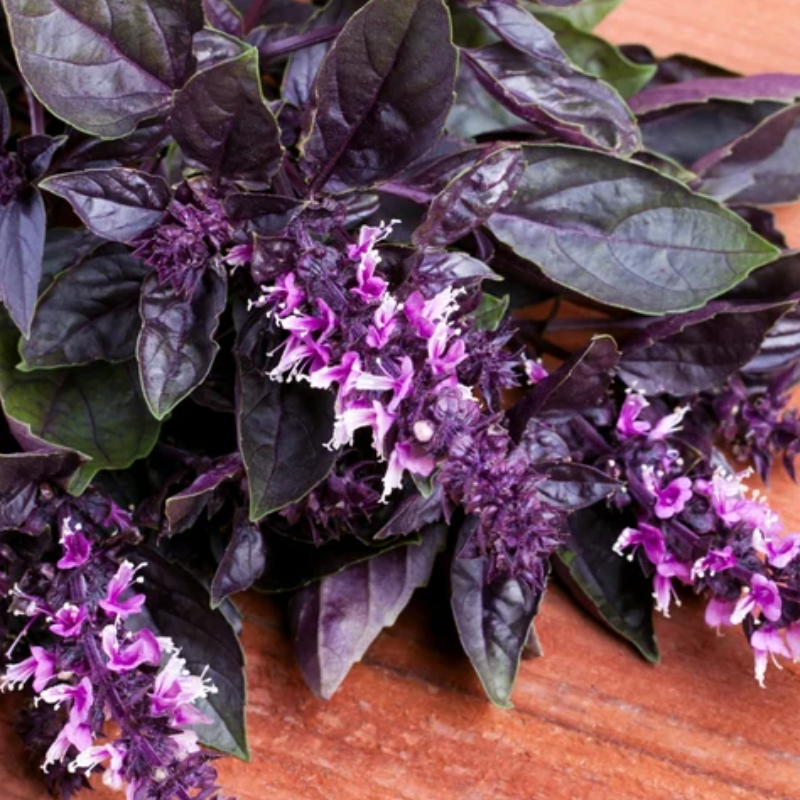 Purple Basil (50 Grams) Main Image