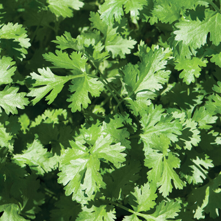 Cilantro (50 grams)