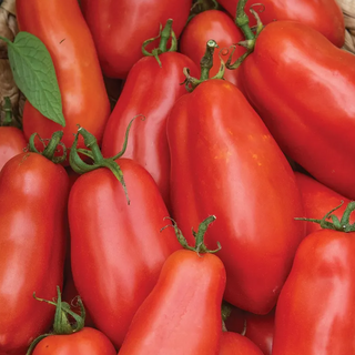 San Marzano