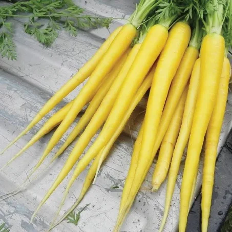 Carrots (Yellow)