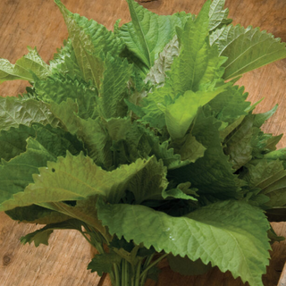 Shiso (10 Stems)