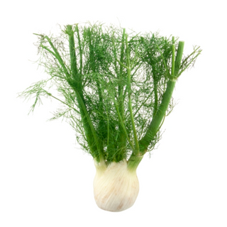 Fennel