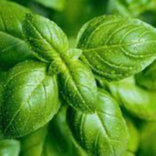 Sweet Basil (50 Grams)