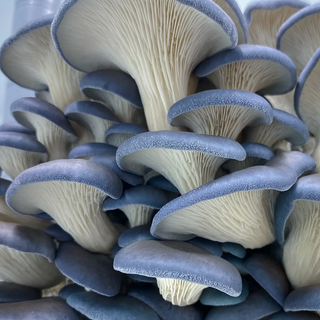 Blue Oyster Mushrooms