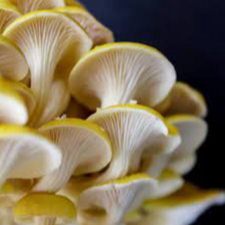 Golden Oyster Mushrooms