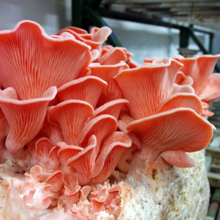 Pink Oysters