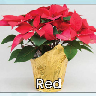 Single Red Poinsettia