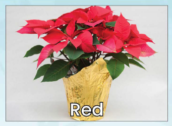 Single Red Poinsettia