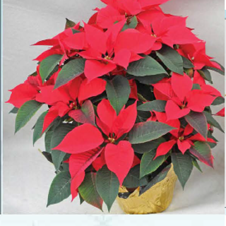 Triple Red Poinsettia