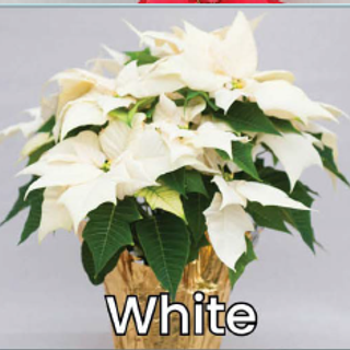 Single White Poinsettia