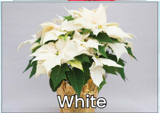 Single White Poinsettia Main Image