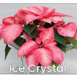 Single Ice Crystal Poinsettia