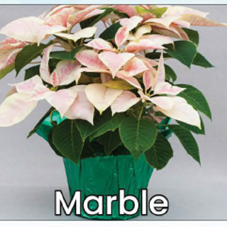 Single Marble Poinsettia