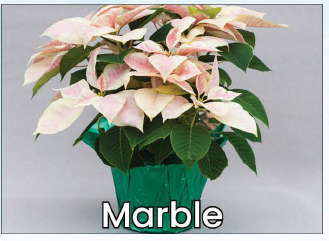 Single Marble Poinsettia Main Image