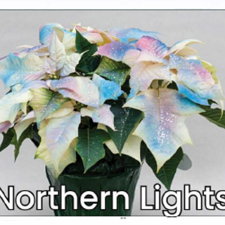 Single Northern Lights Poinsettia