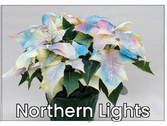 Single Northern Lights Poinsettia
