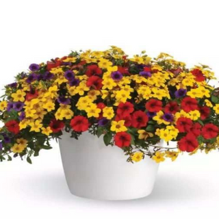 Choice #1: Red, Purple & Yellow