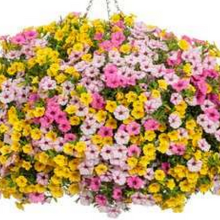 Choice #5: Pink & Yellow