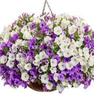 Choice #4: Purple & White 