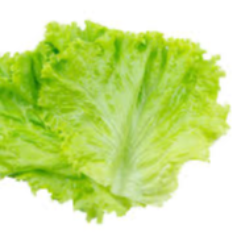 Lettuce Main Image