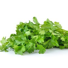 CORIANDER BUNCH