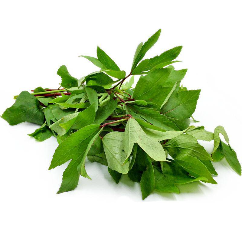 GONGURA LEAVES BUNCH