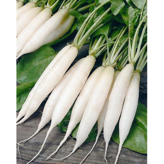 RADISH