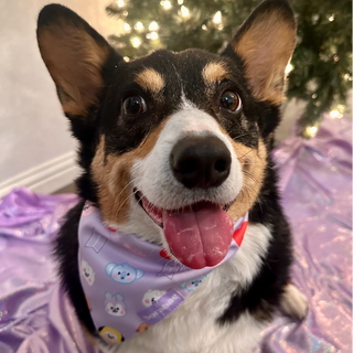 BT21 Baby Face Pet Bandana