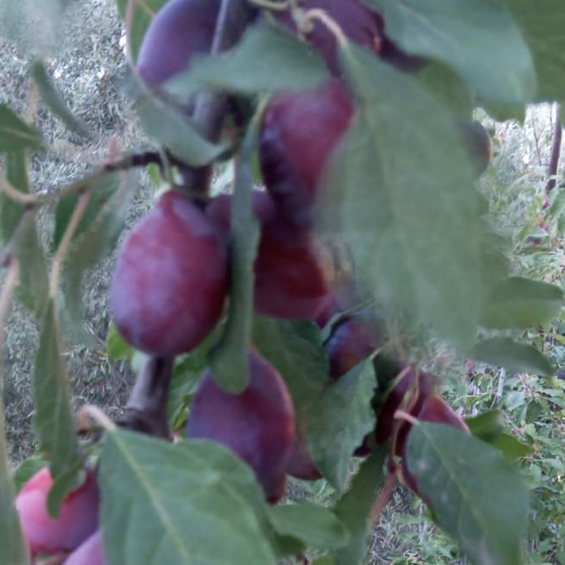 Αντριωτική Μπουρνέλα - "Bornela" Local heritage plum / 500gr