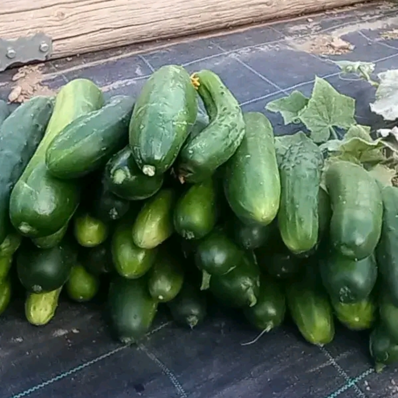 Αγγουρια / τεμ - Cucumbers / item