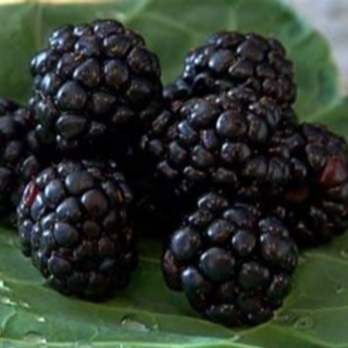 Μαυρα Μούρα - Black Mullberries / 200gr 
