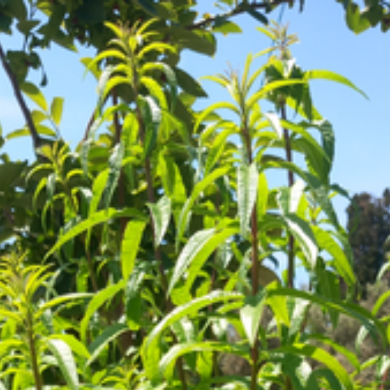 Φρεσκια Λουιζα / ματσ. - Fresh Verbena / bunch
