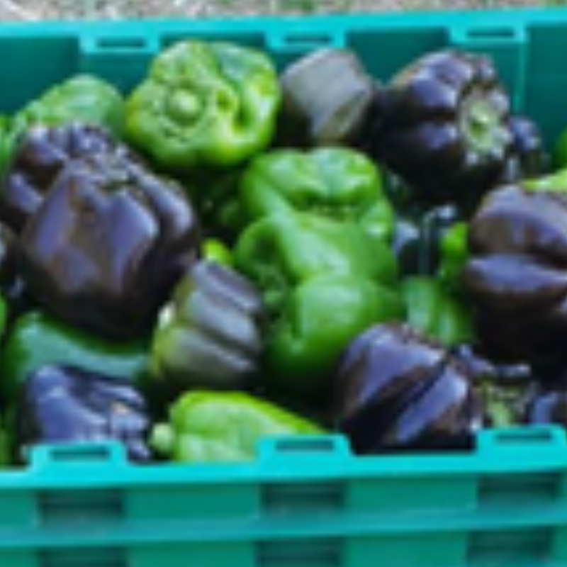 Πιπεριές - Peppers / 800gr