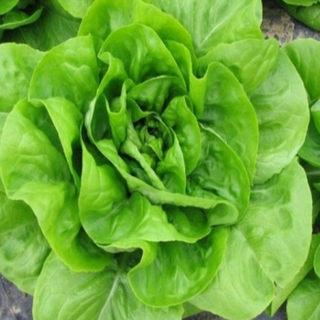 Γαλλική Σαλατα κεφ. / French Salada head