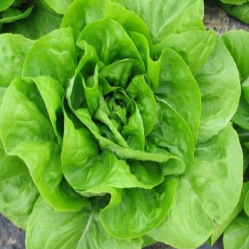 Γαλλική Σαλατα κεφ. / French Salada head