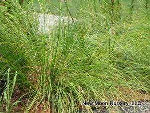 Prairie Dropseed