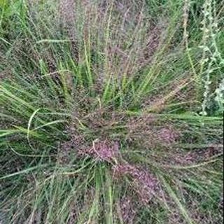 Purple Love Grass