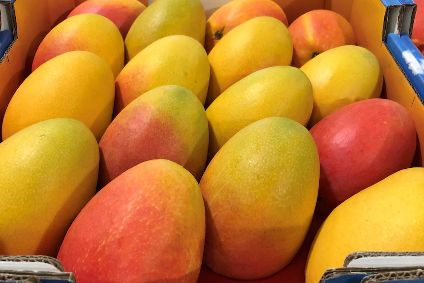 Mangoes - 4.5kg tray