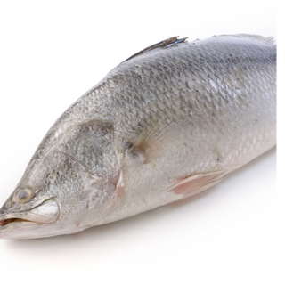 Barramundi